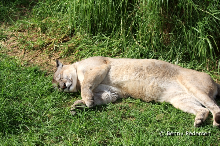 Puma 1.jpg - Puma (Puma concolor)